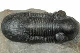 Bargain, Paralejurus Trilobite Fossil - Atchana, Morocco #310577-1